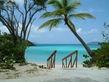 Trunk Bay Trees.jpg